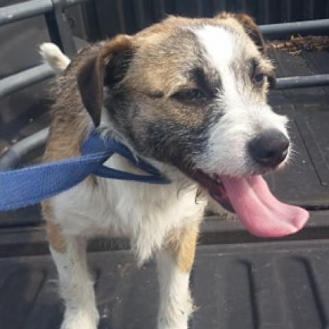 Benji, Adoptable, Senior Male Wirehaired Terrier & Mixed Breed.