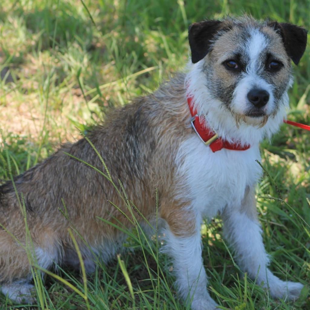 Enlarge Benji, a Adoptable mixed breed in Lake Panasoffkee, FL image 2/2