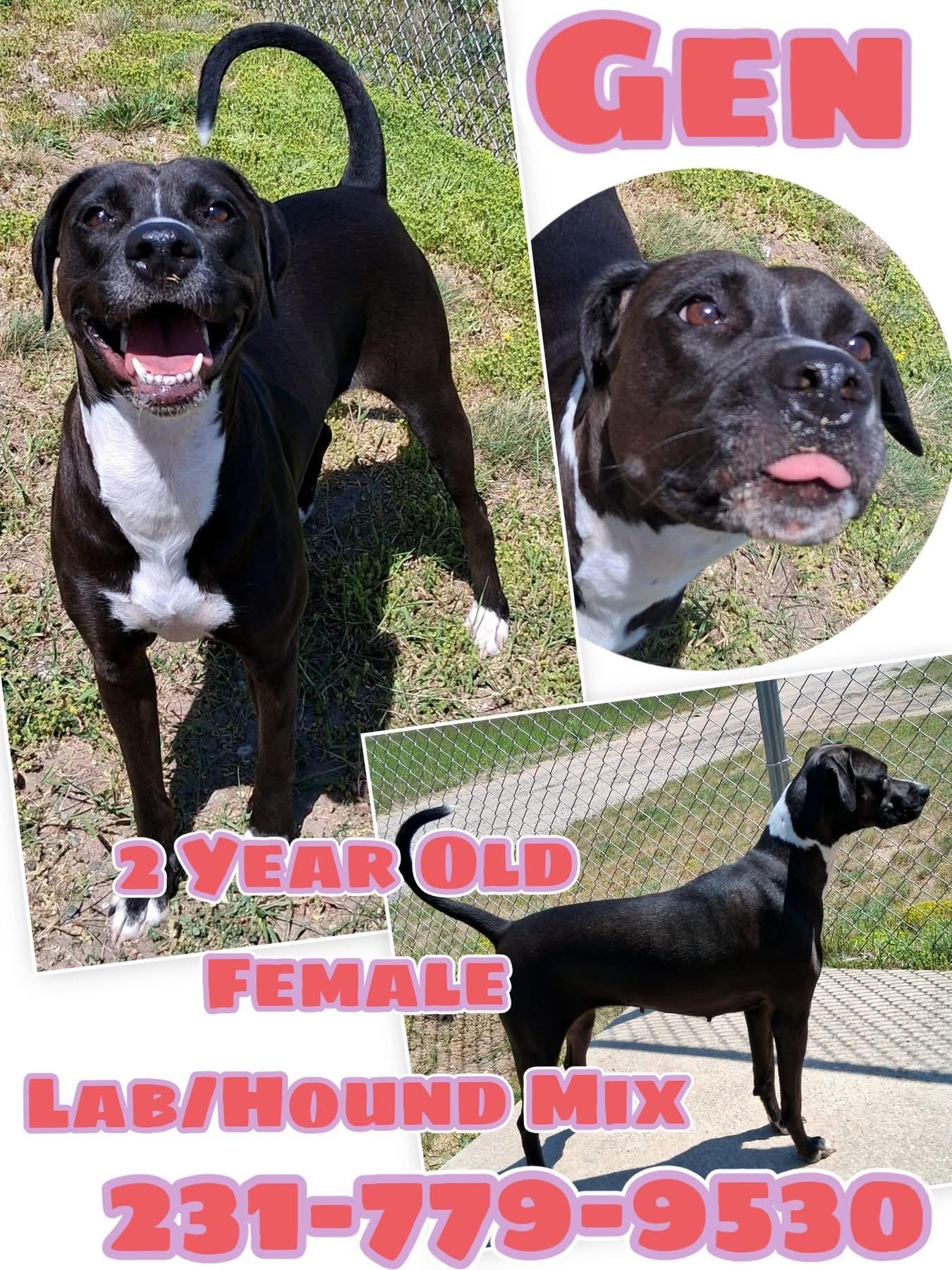 Enlarge GEN, a ADOPTABLE mixed breed in Cadillac, MI image 1/1