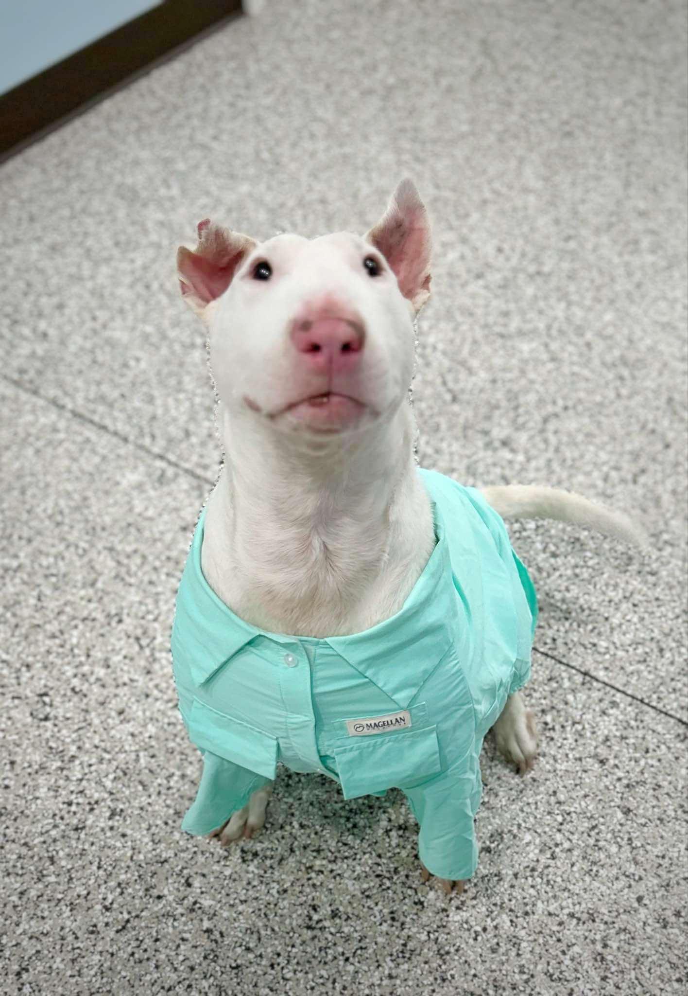 Enlarge 24-029 Stewart Rocket, a Adoptable Bull Terrier in Sicklerville, NJ image 2/6