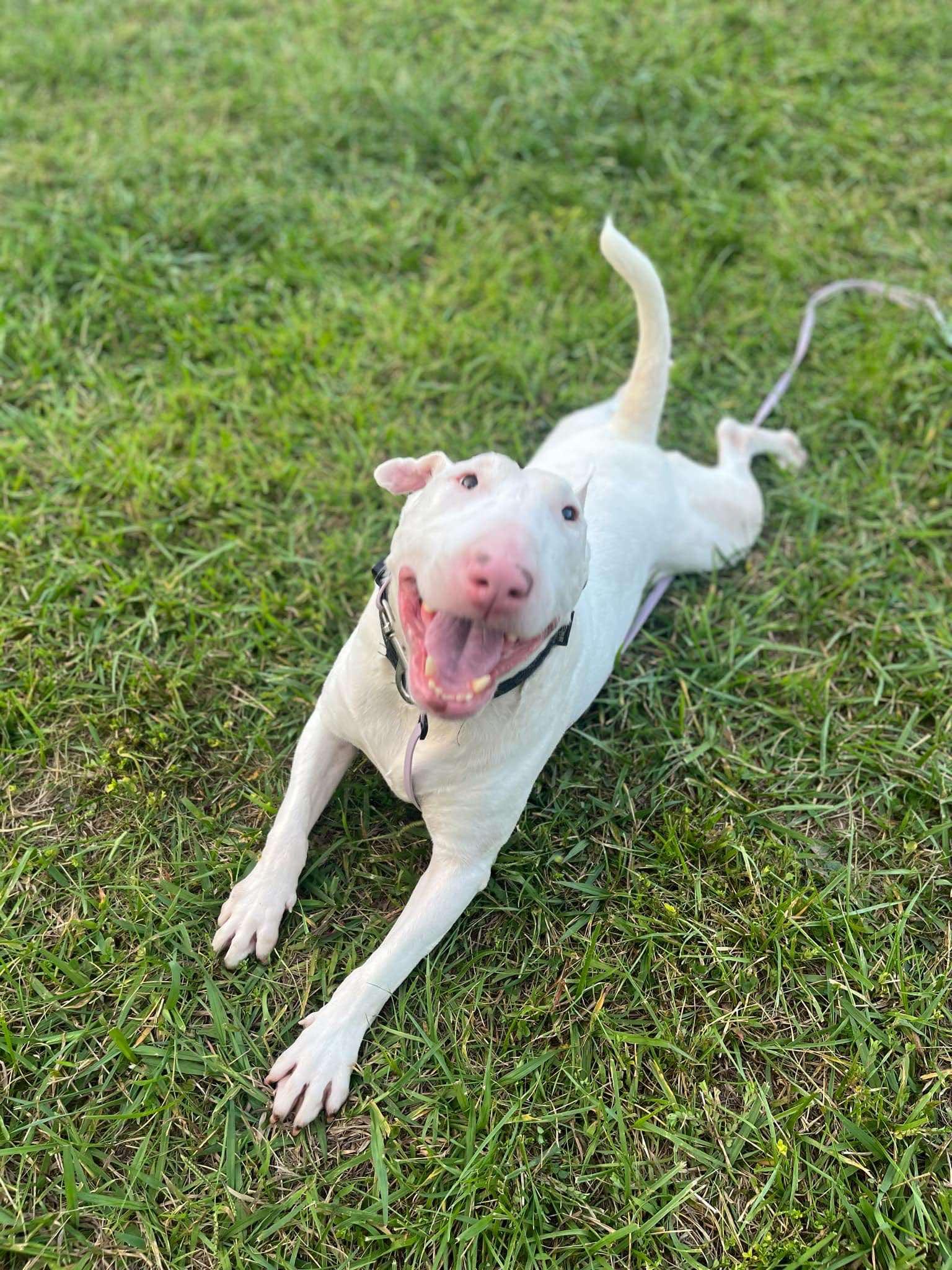 24-029 Stewart Rocket, Adoptable, Adult Male Bull Terrier.