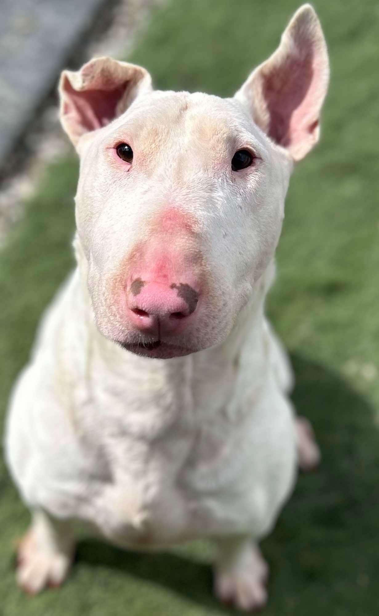Enlarge 24-029 Stewart Rocket, a Adoptable Bull Terrier in Sicklerville, NJ image 3/6