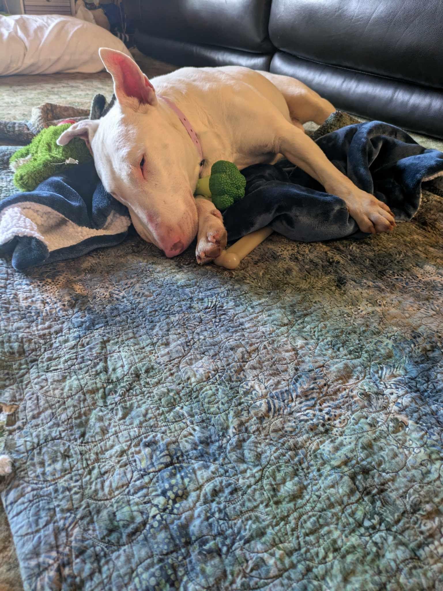 Enlarge 24-029 Stewart Rocket, a Adoptable Bull Terrier in Sicklerville, NJ image 4/6