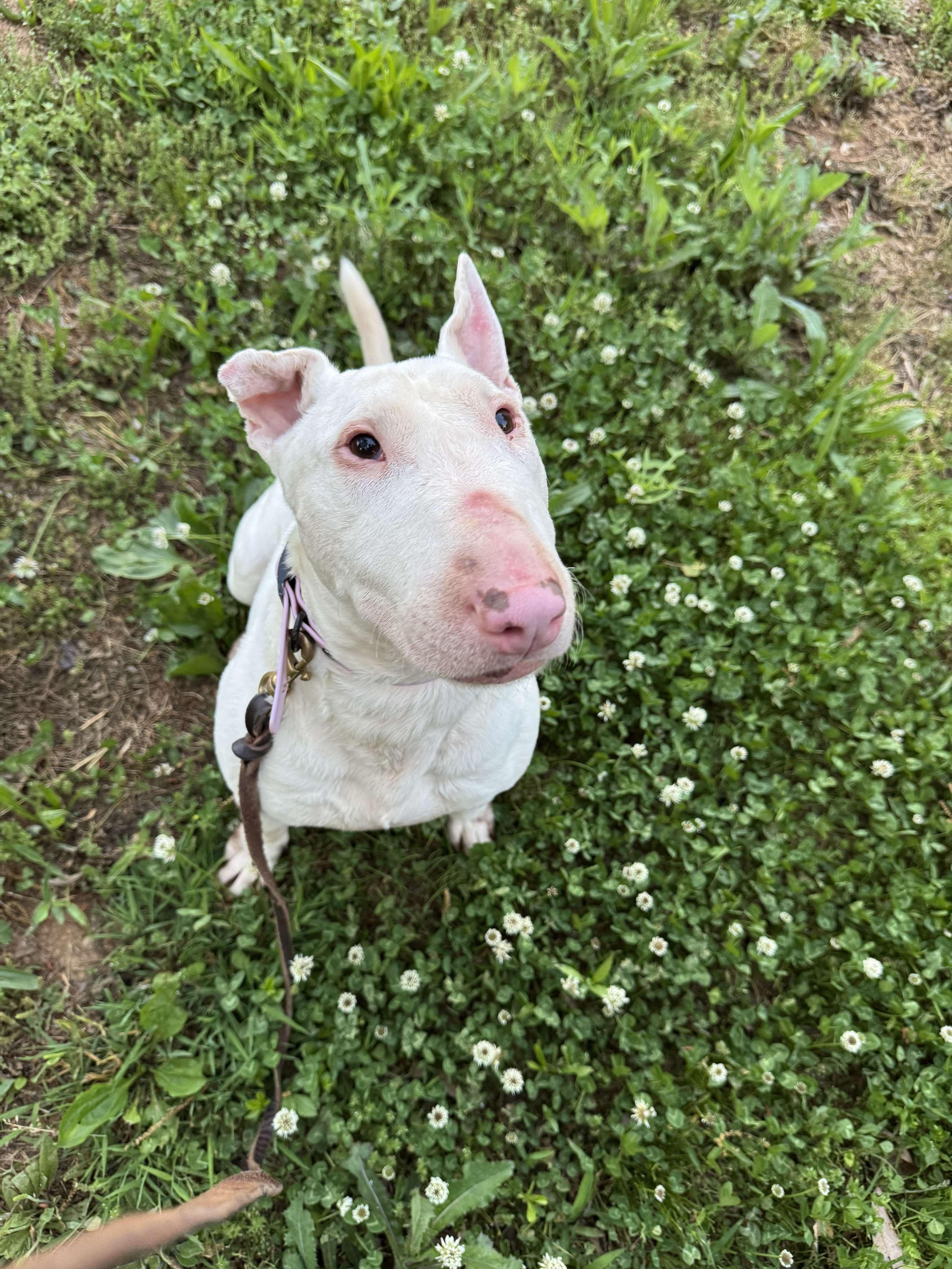 Enlarge 24-029 Stewart Rocket, a Adoptable Bull Terrier in Sicklerville, NJ image 5/6