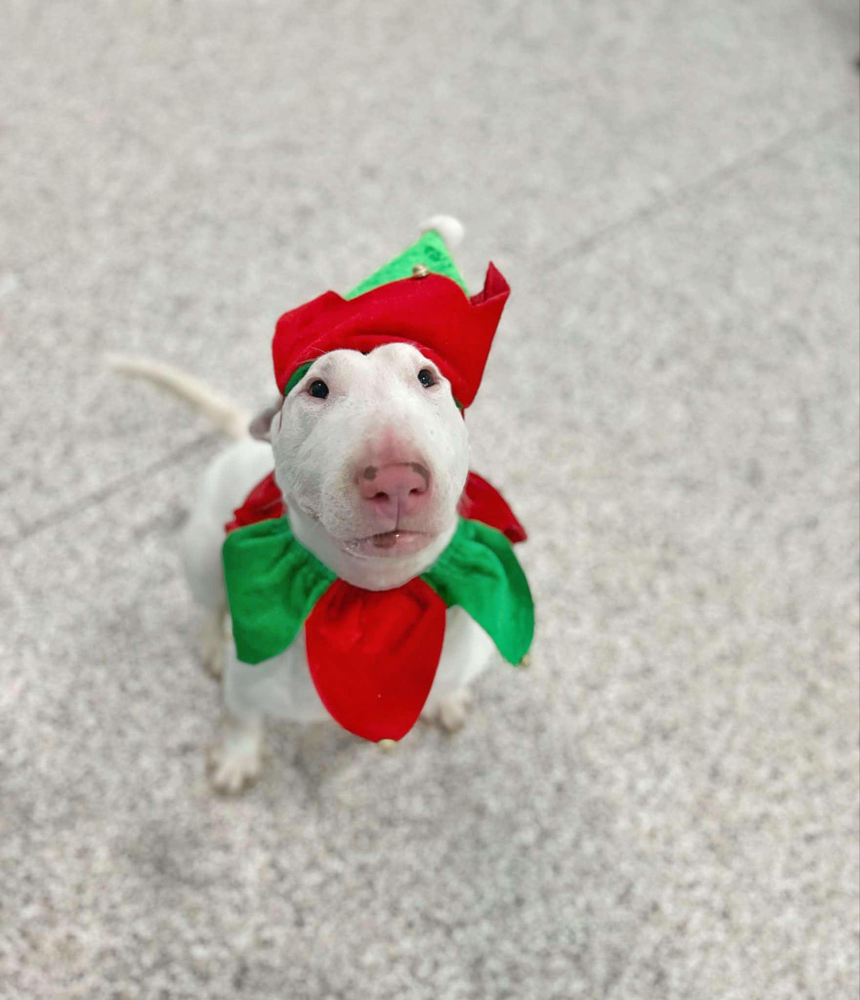 Enlarge 24-029 Stewart Rocket, a Adoptable Bull Terrier in Sicklerville, NJ image 6/6