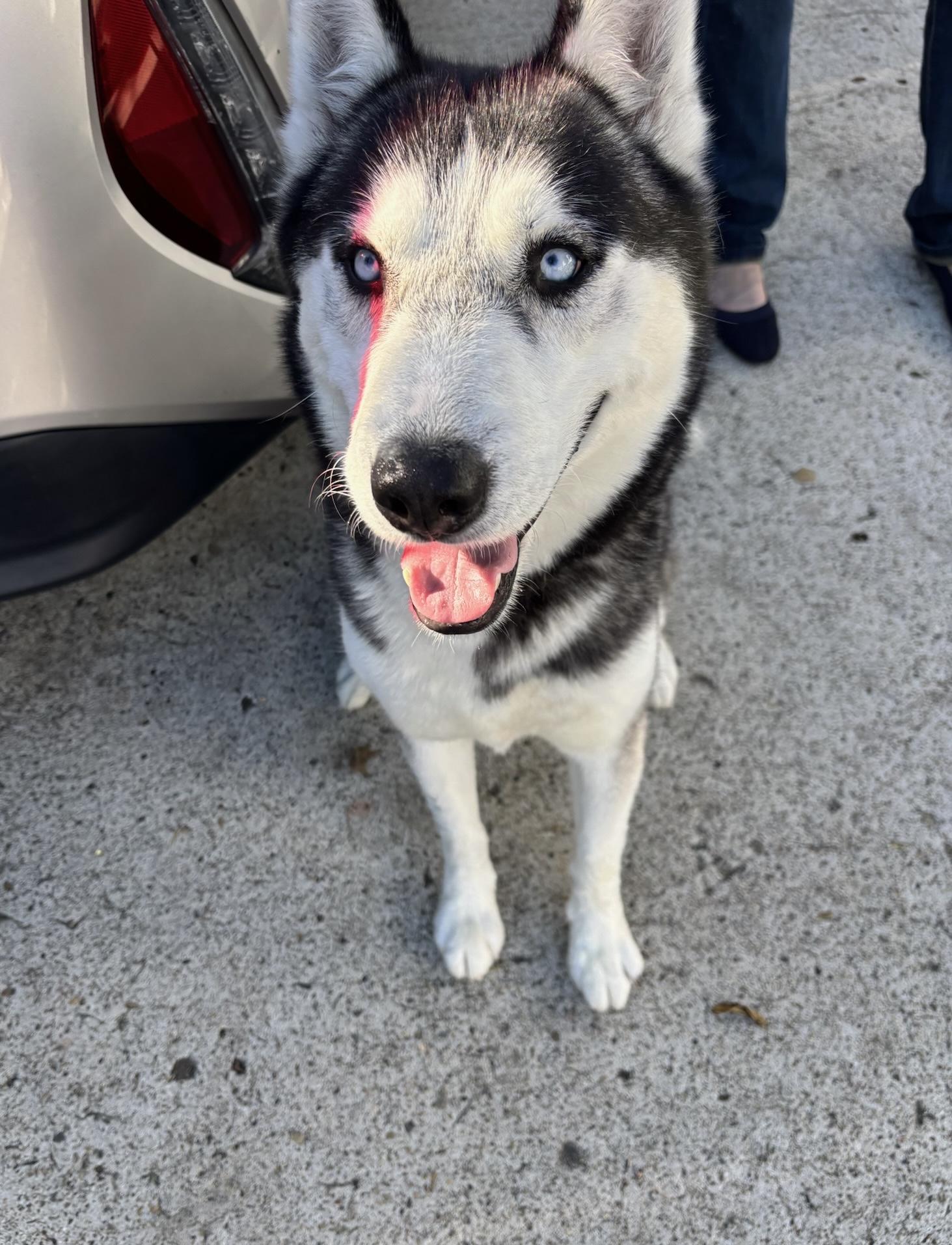Enlarge Bruno , a ADOPTABLE Husky in Lynnwood , WA image 1/6
