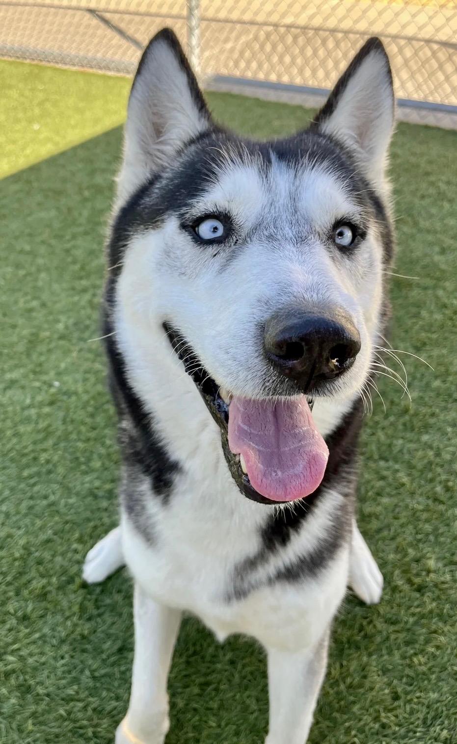Enlarge Bruno , a ADOPTABLE Husky in Lynnwood , WA image 2/6