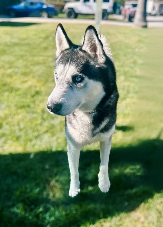 Enlarge Bruno , a ADOPTABLE Husky in Lynnwood , WA image 4/6