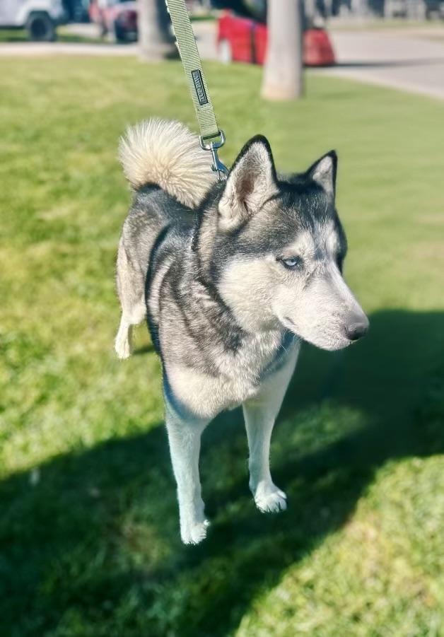 Enlarge Bruno , a ADOPTABLE Husky in Lynnwood , WA image 5/6