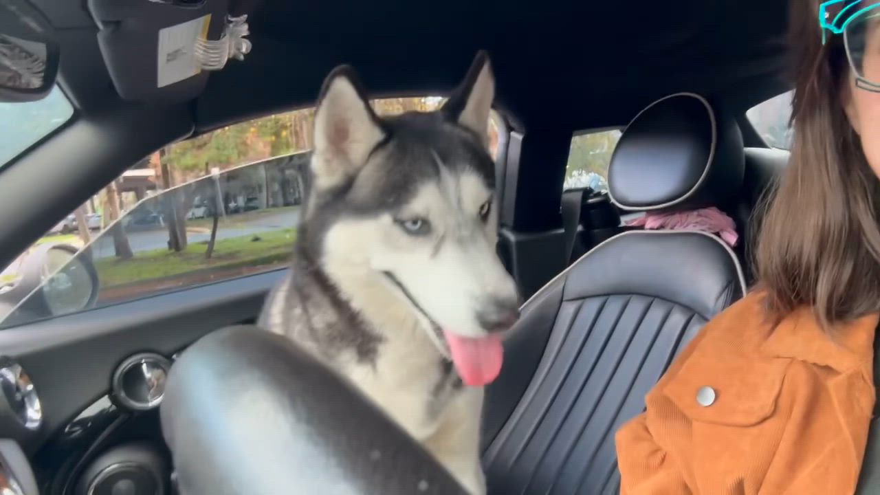 Enlarge Bruno , a ADOPTABLE Husky in Lynnwood , WA video 6/6