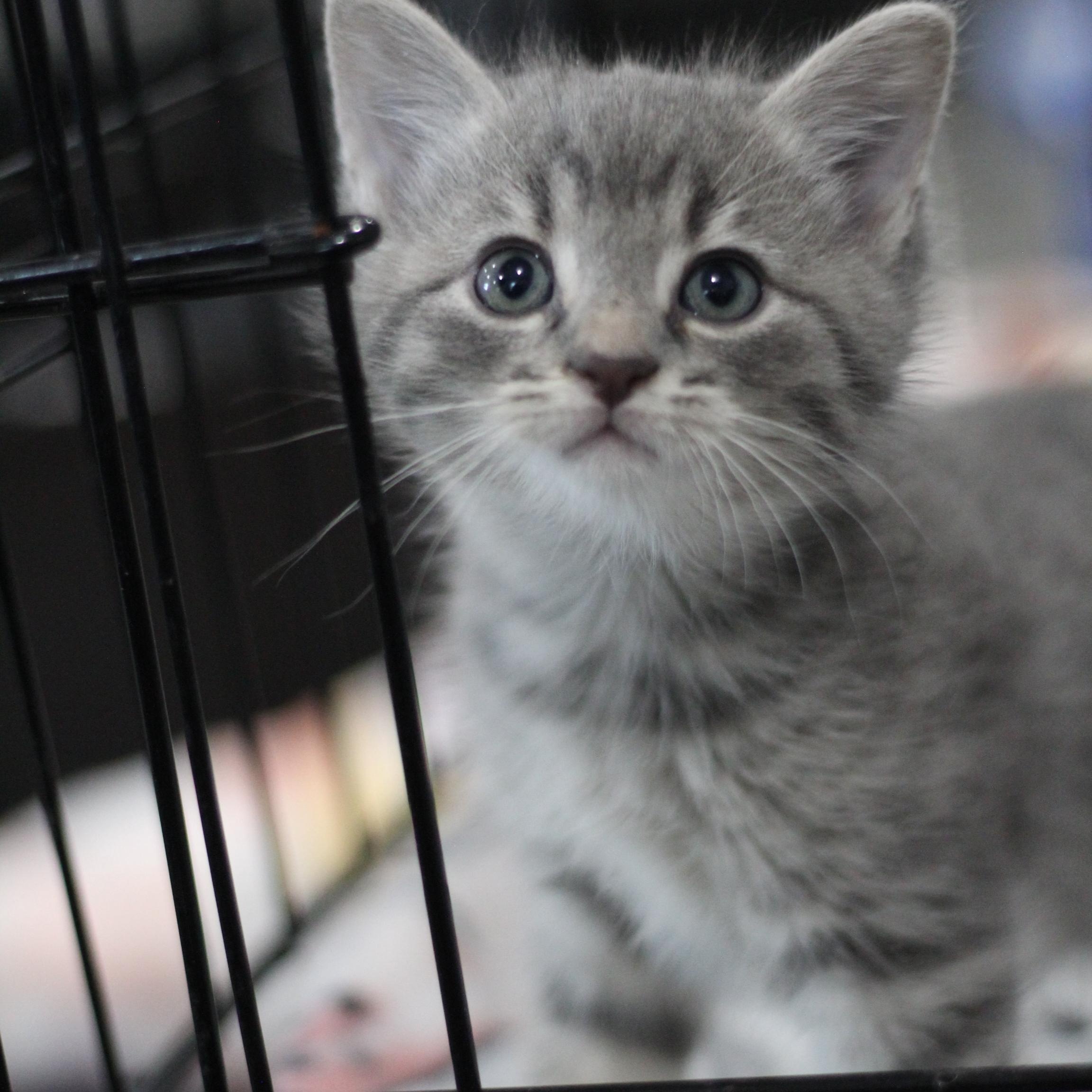 Enlarge Grime, an adopted Domestic Short Hair in Ottumwa, IA image 1/2