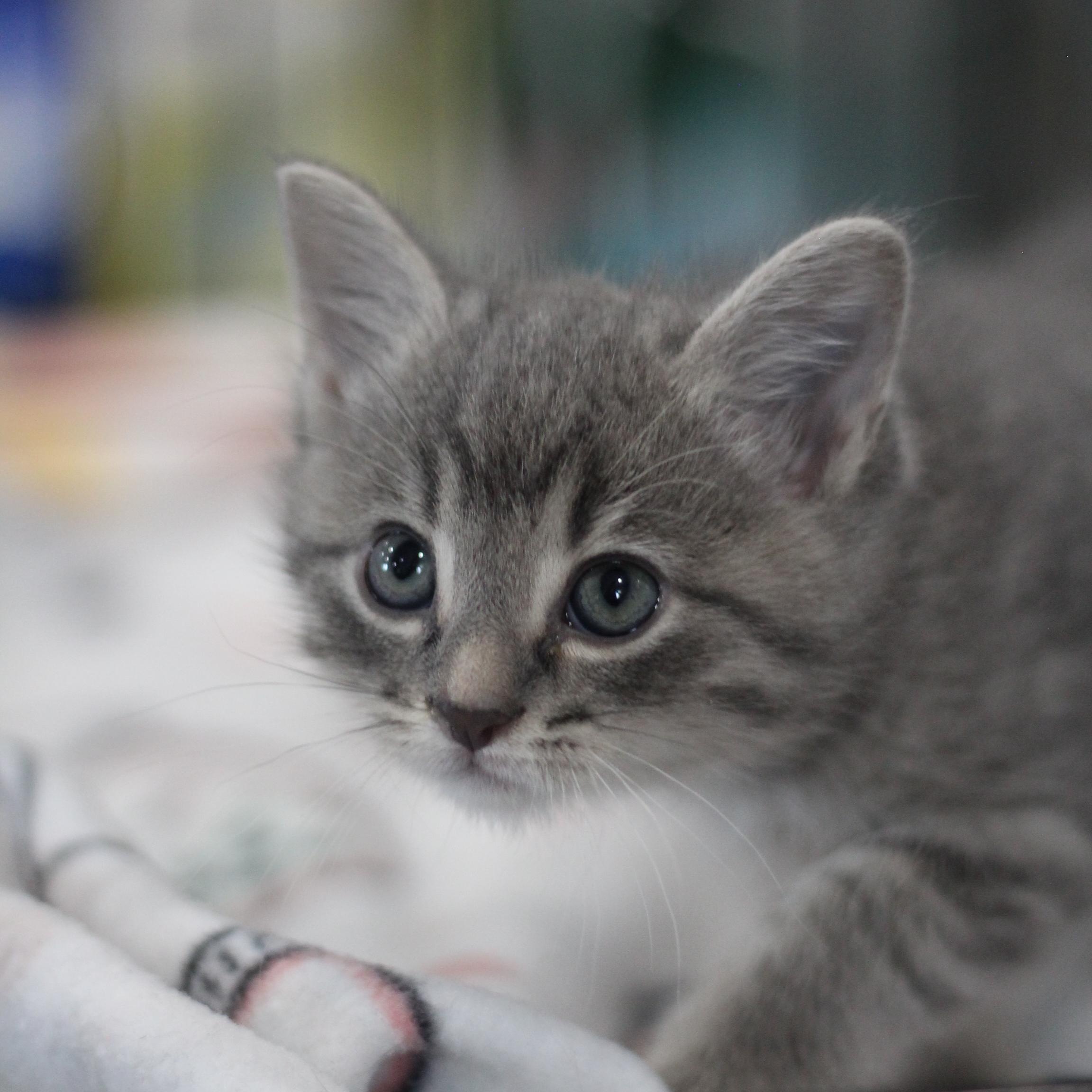 Enlarge Grime, an adopted Domestic Short Hair in Ottumwa, IA image 2/2