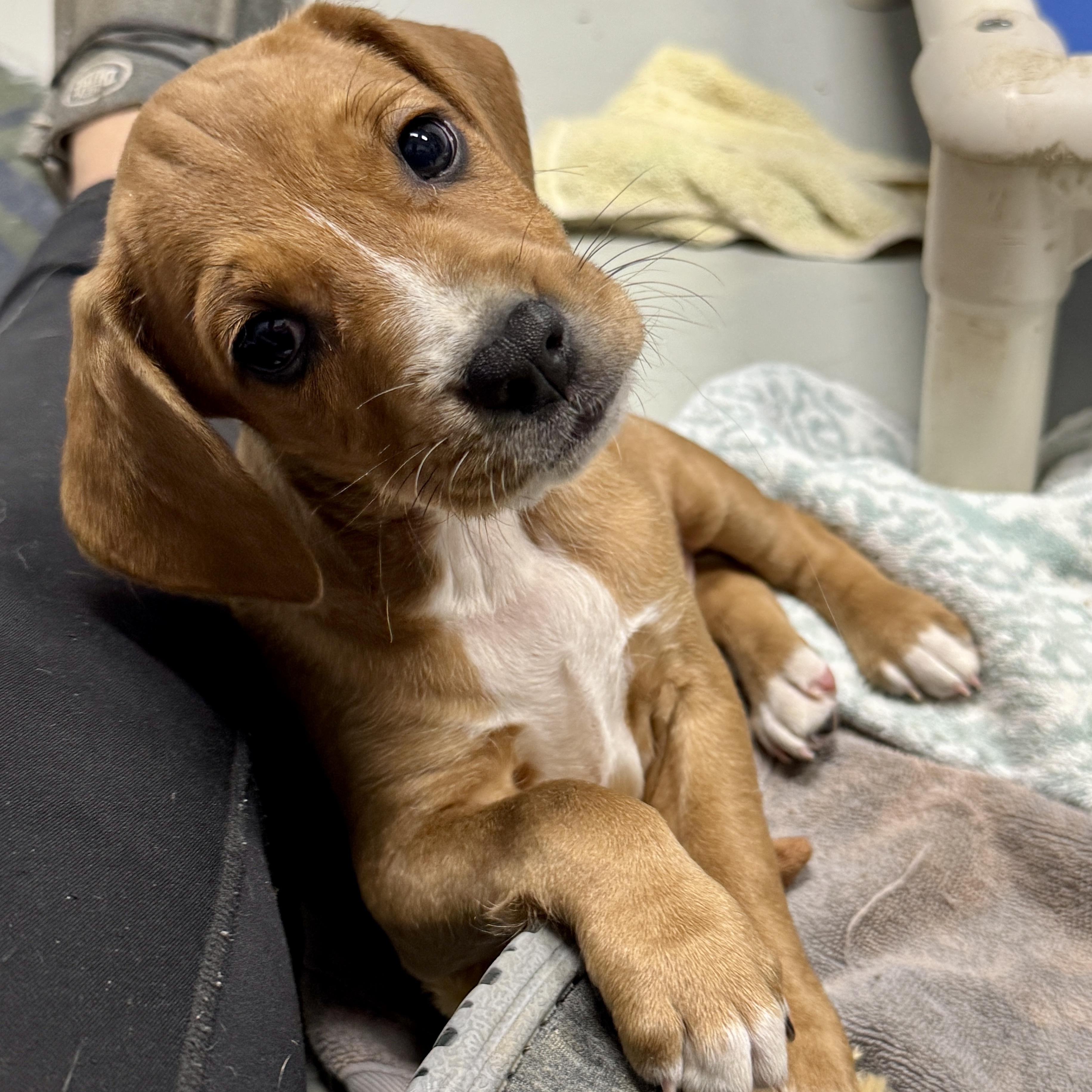 Skye, ADOPTABLE, Puppy Female Border Terrier.