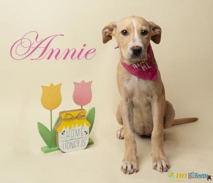 Annie, Adoptable, Puppy Female Labrador Retriever & Boxer.