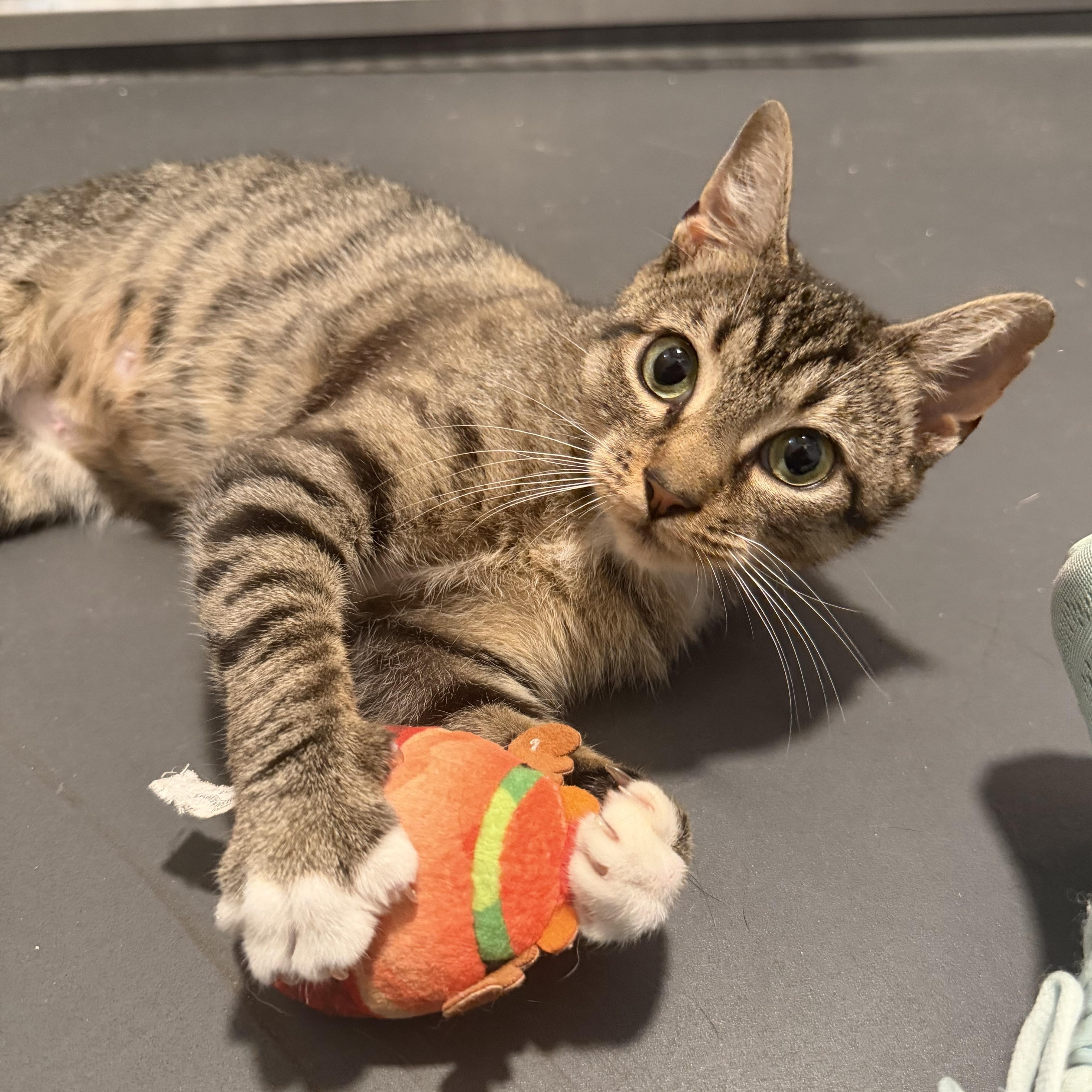 Polliwog (BC), Adoptable, Young Female Domestic Short Hair.