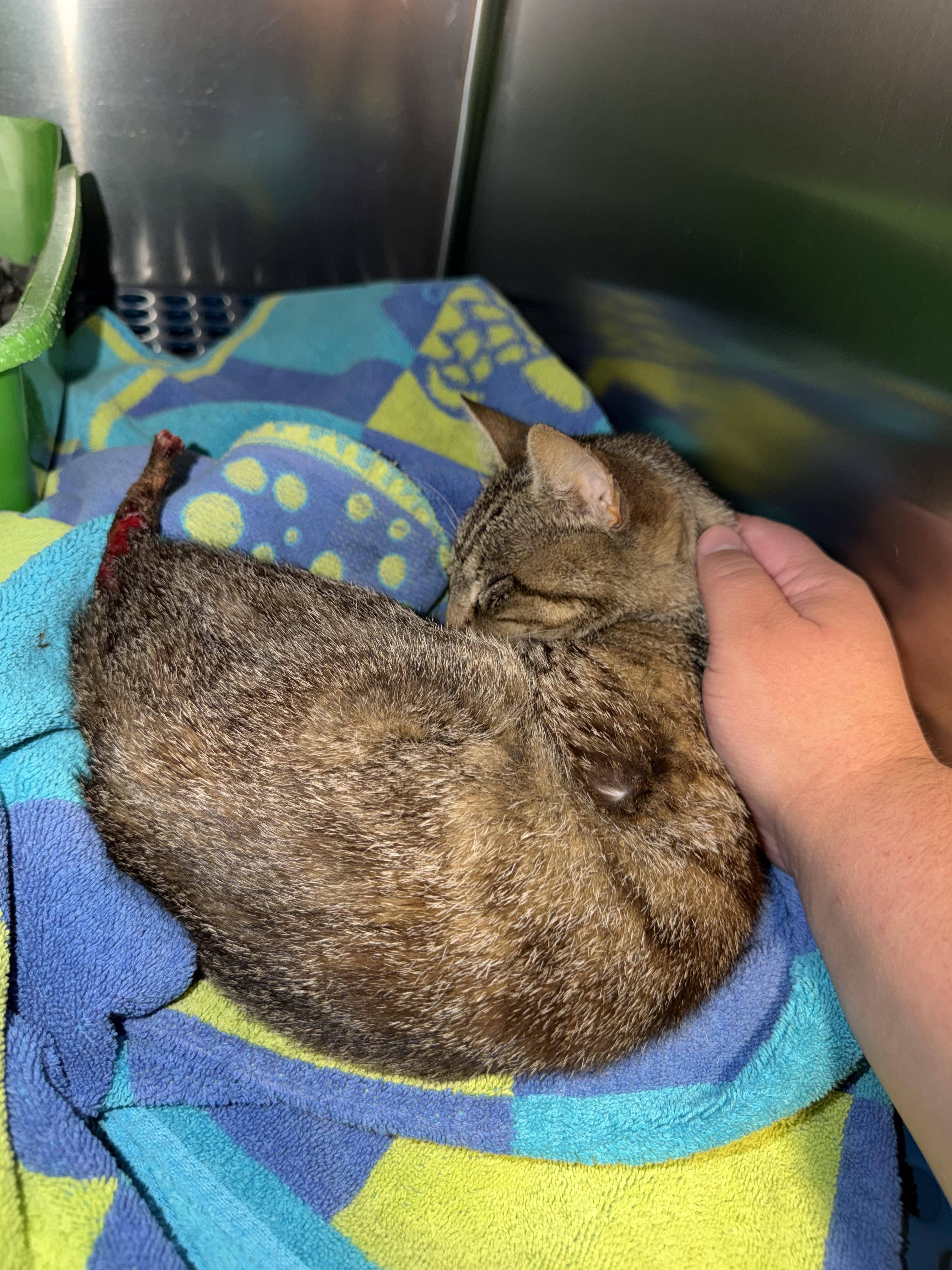 Enlarge Polliwog (BC), a Adoptable Domestic Short Hair in Simpsonville, SC image 6/6