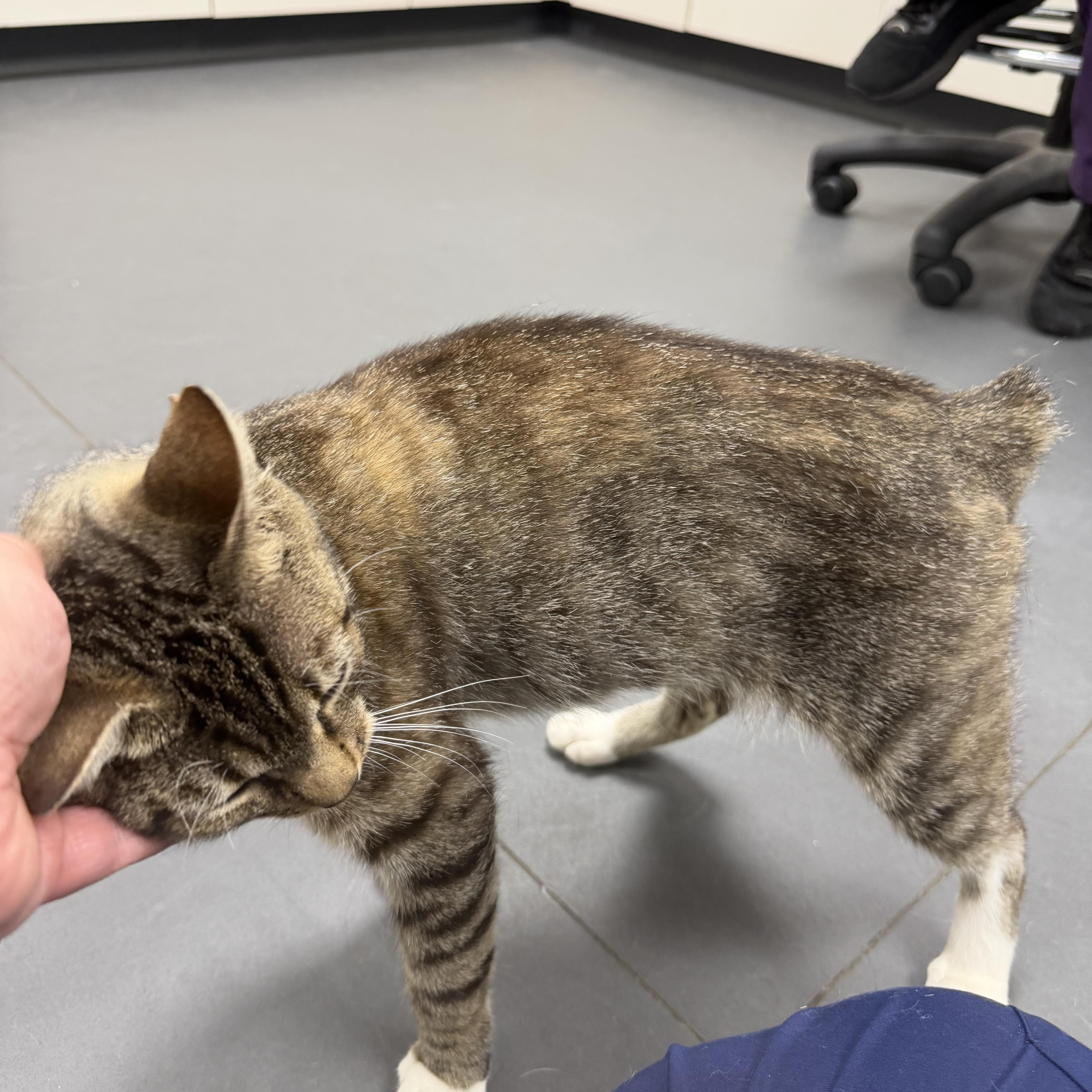 Enlarge Polliwog (BC), a Adoptable Domestic Short Hair in Simpsonville, SC image 5/6