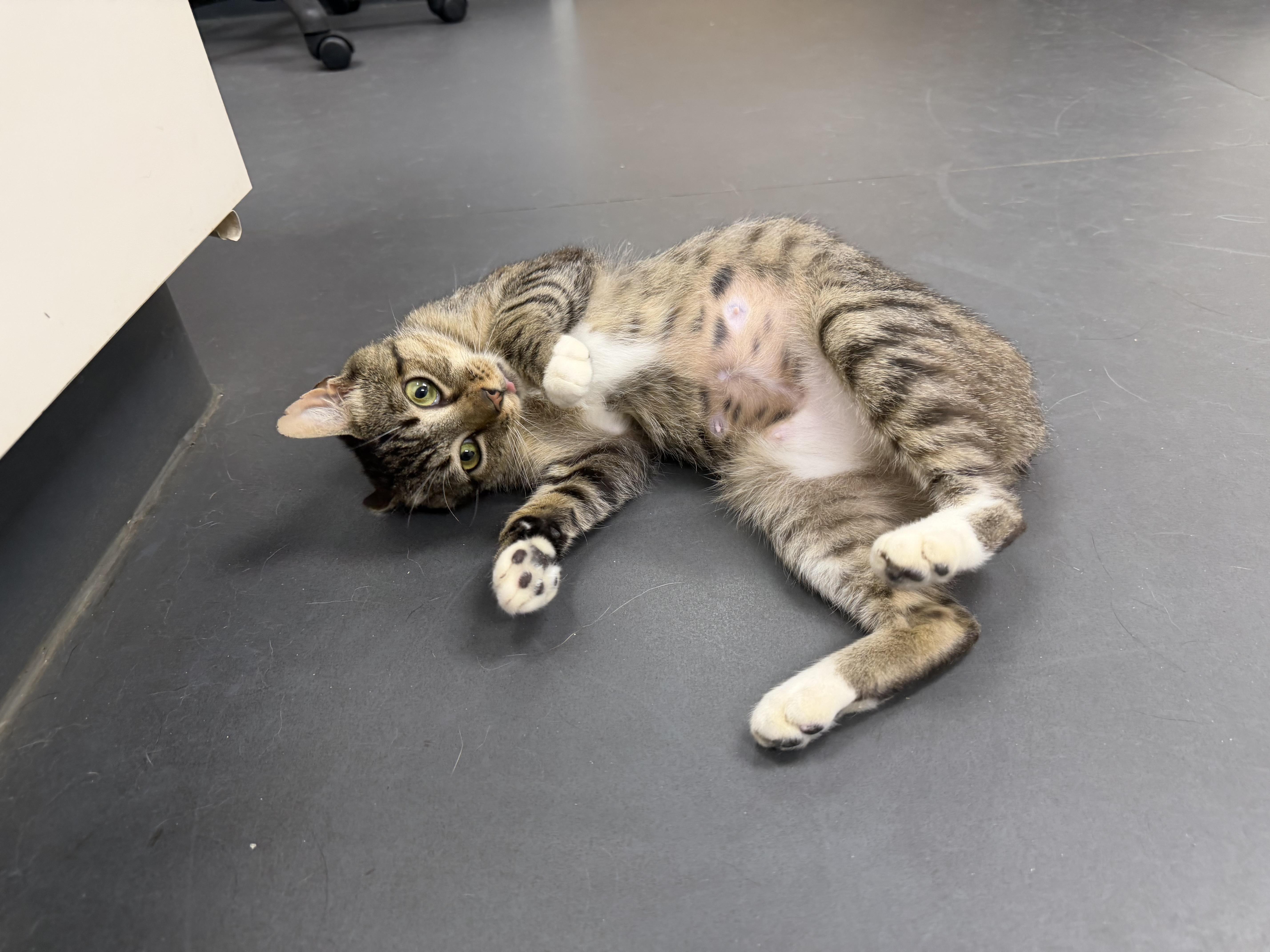 Enlarge Polliwog (BC), a Adoptable Domestic Short Hair in Simpsonville, SC image 4/6