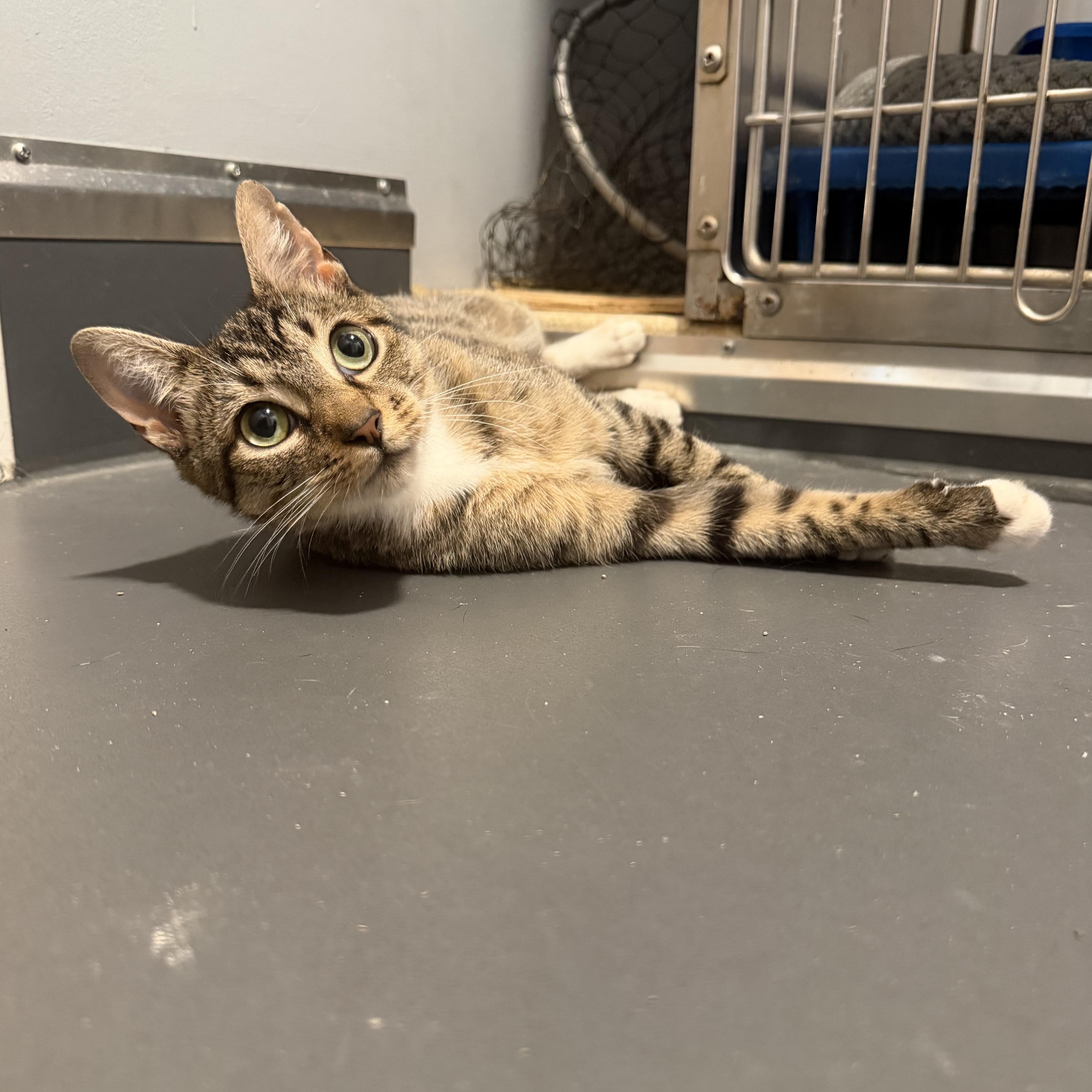 Enlarge Polliwog (BC), a Adoptable Domestic Short Hair in Simpsonville, SC image 2/6