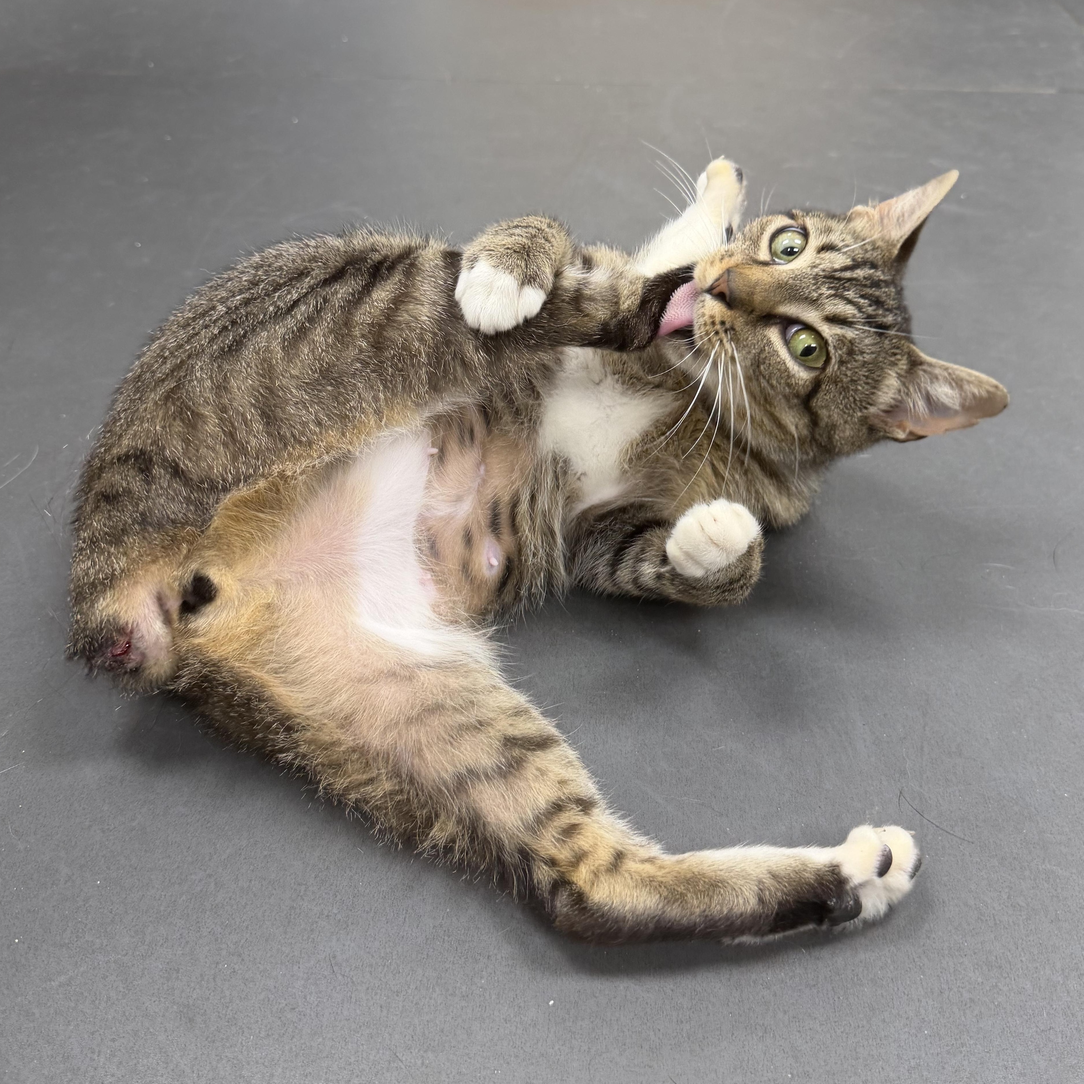 Enlarge Polliwog (BC), a Adoptable Domestic Short Hair in Simpsonville, SC image 3/6