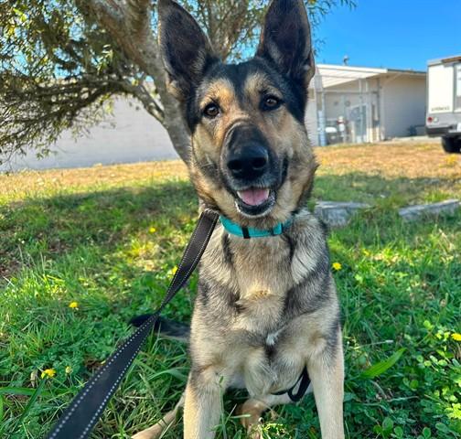 SCARLETT, Adoptable, Adult Female German Shepherd Dog.