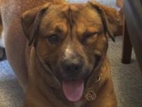 Enlarge Hank, an adopted mixed breed in Grass Valley, CA image 3/6