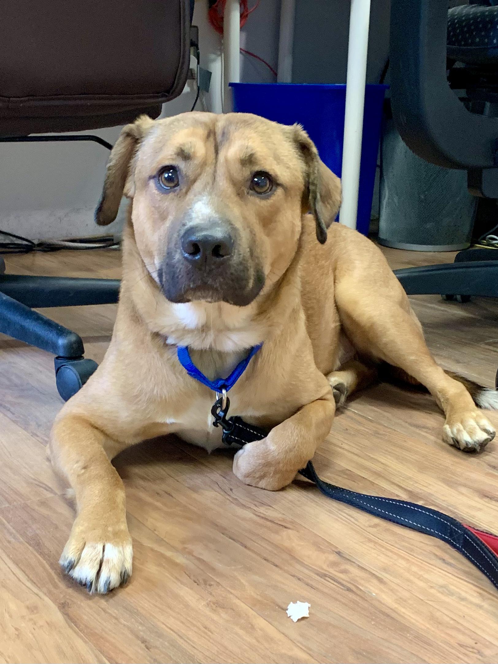 Hank, adopted, Adult Male Mixed Breed & Black Mouth Cur.