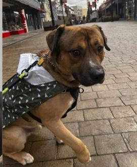 Enlarge Hank, an adopted mixed breed in Grass Valley, CA image 5/6