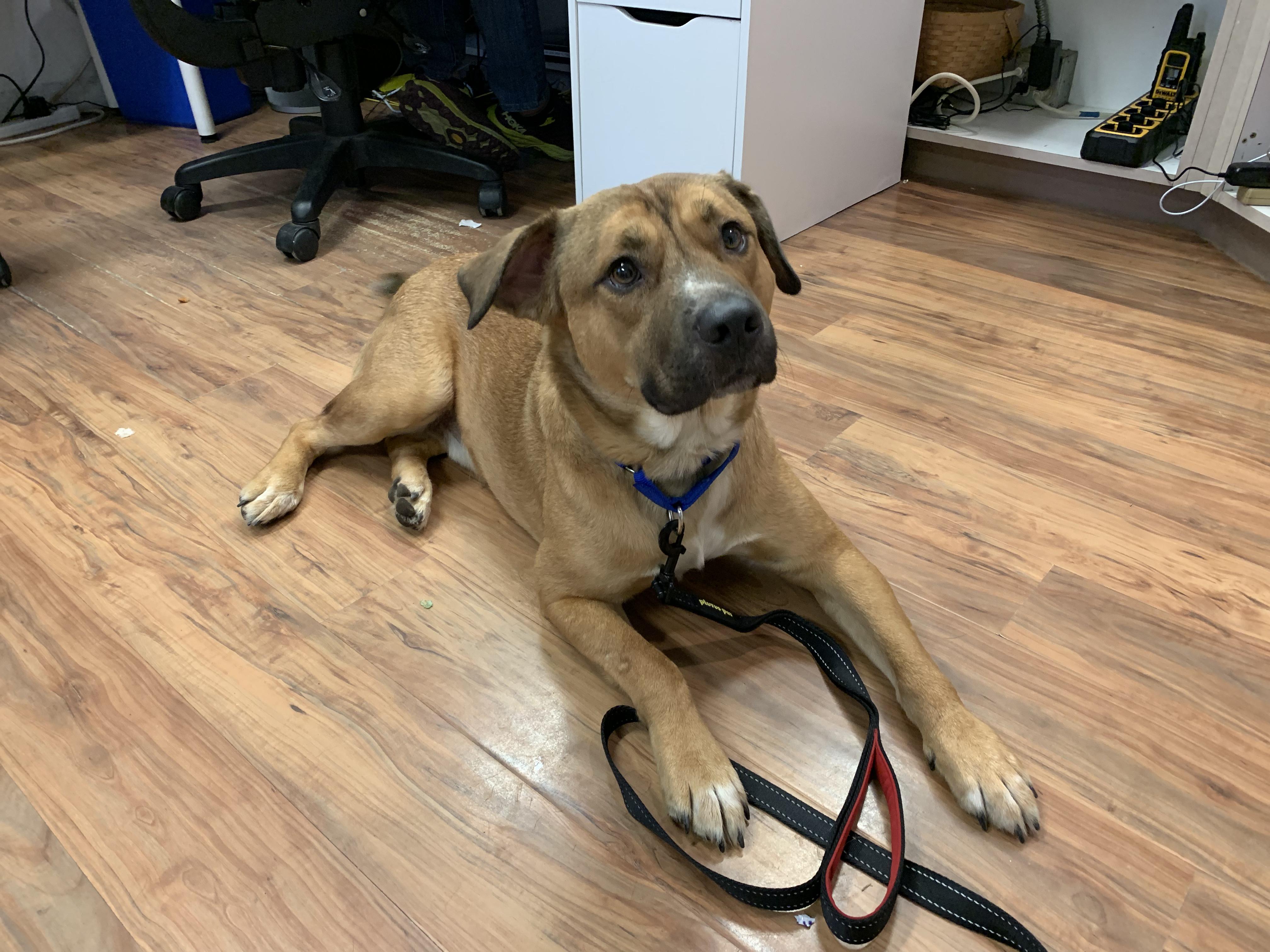 Enlarge Hank, an adopted mixed breed in Grass Valley, CA image 2/6