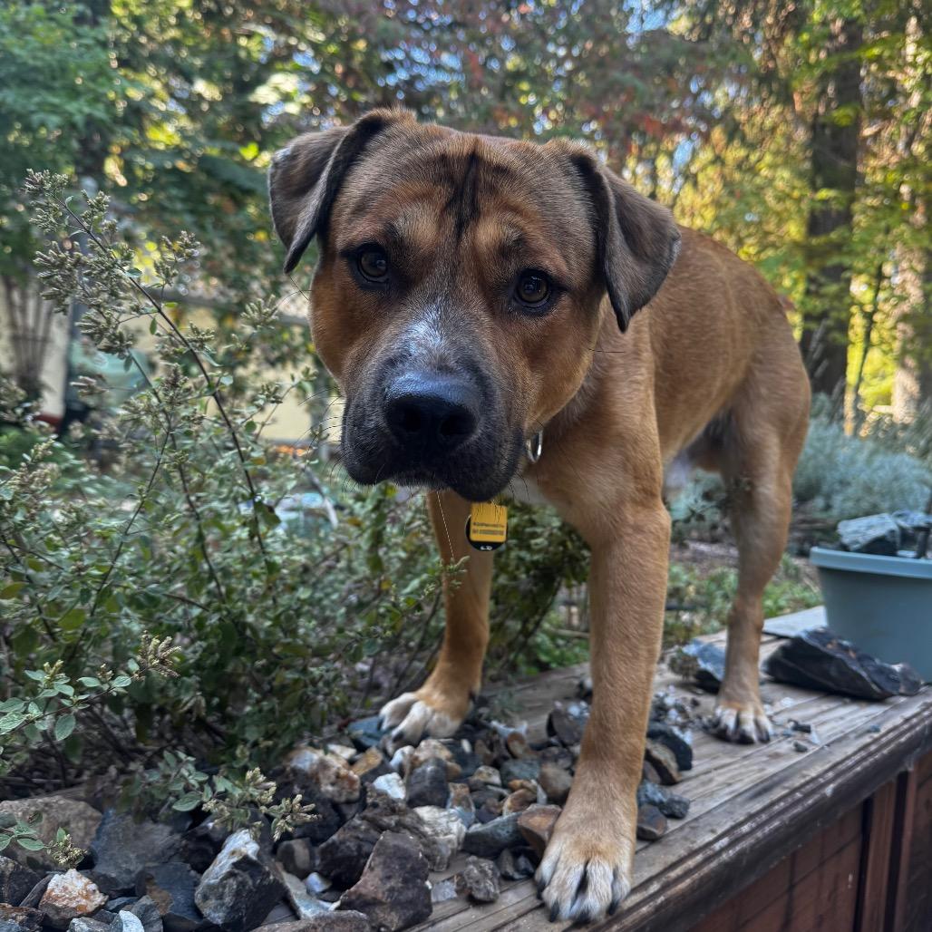 Enlarge Hank, an adopted mixed breed in Grass Valley, CA image 4/6