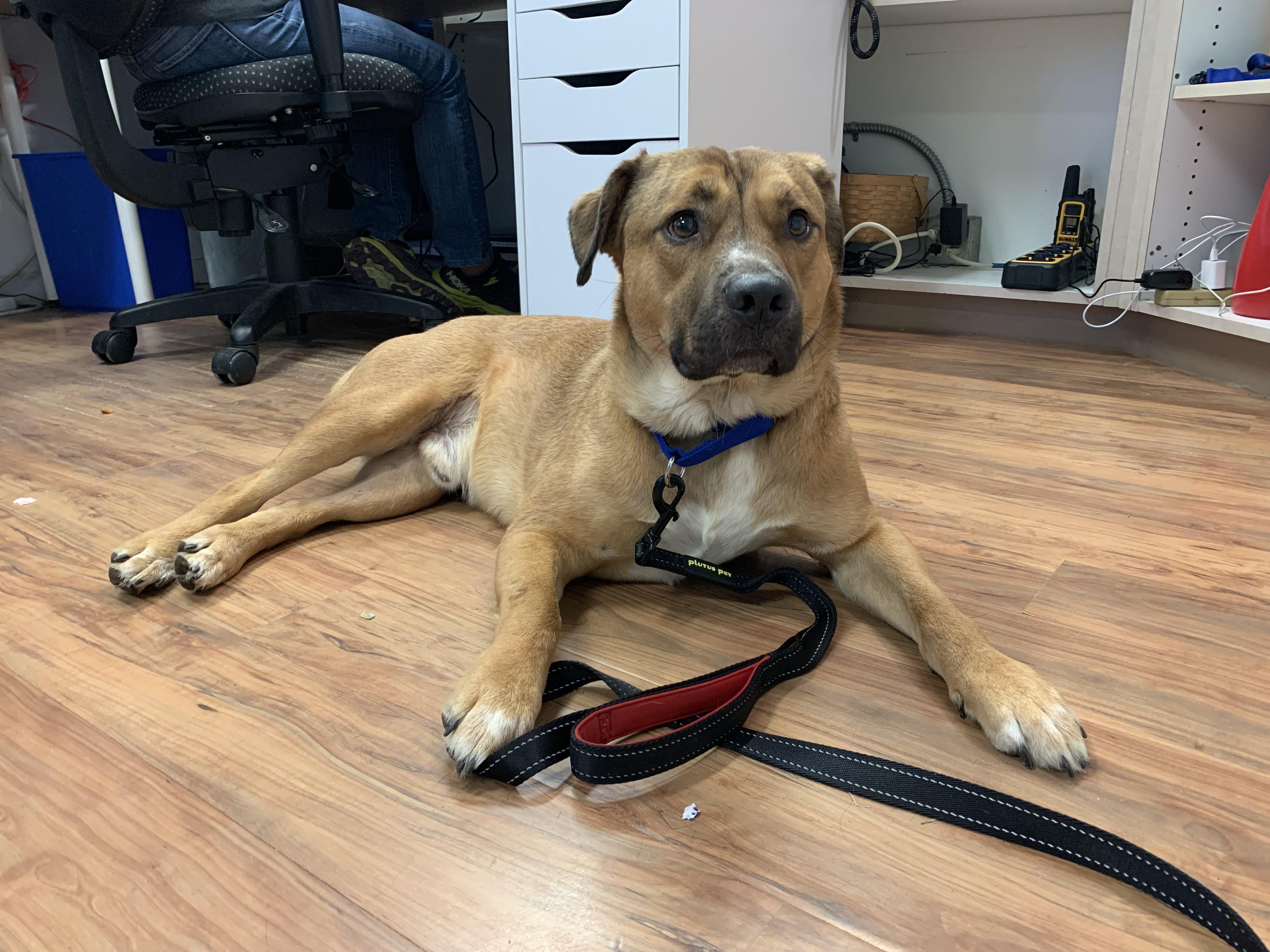 Enlarge Hank, an adopted mixed breed in Grass Valley, CA image 6/6