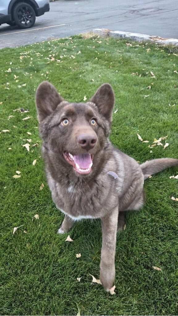 PEPE' **COURTESY LISTING FOR LUKE'S LEGACY**, a ADOPTABLE mixed breed in COEUR D ALENE, ID image 1/3