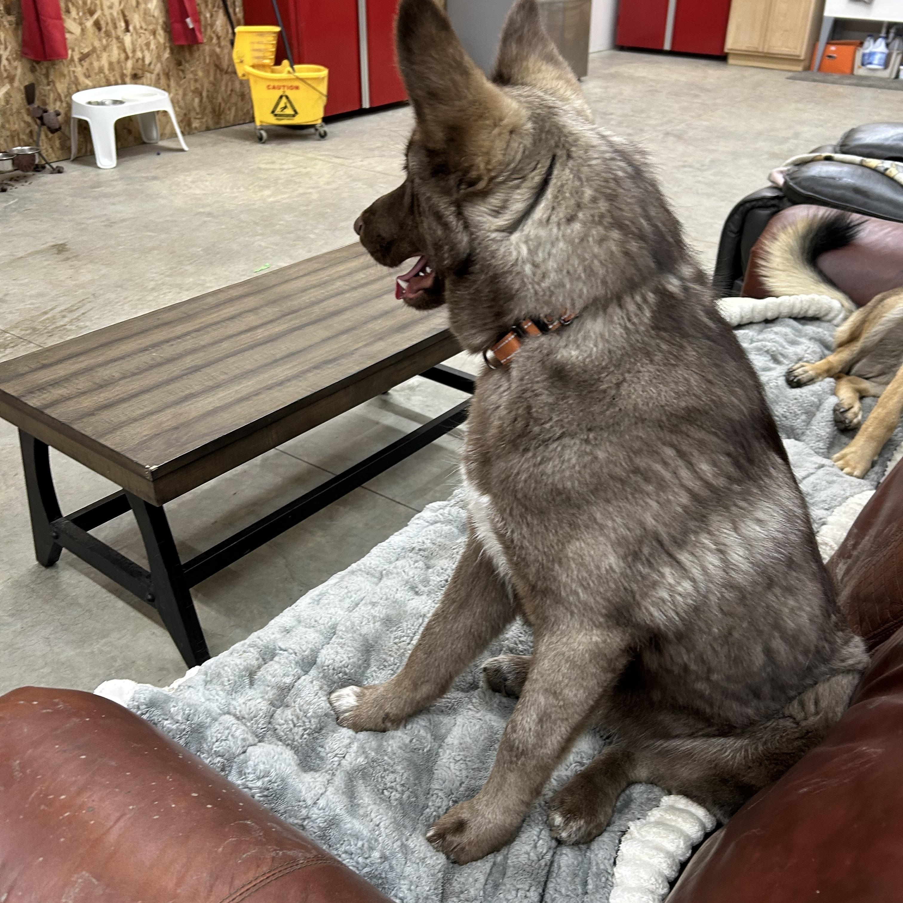 PEPE' **COURTESY LISTING FOR LUKE'S LEGACY**, a ADOPTABLE mixed breed in COEUR D ALENE, ID image 2/3