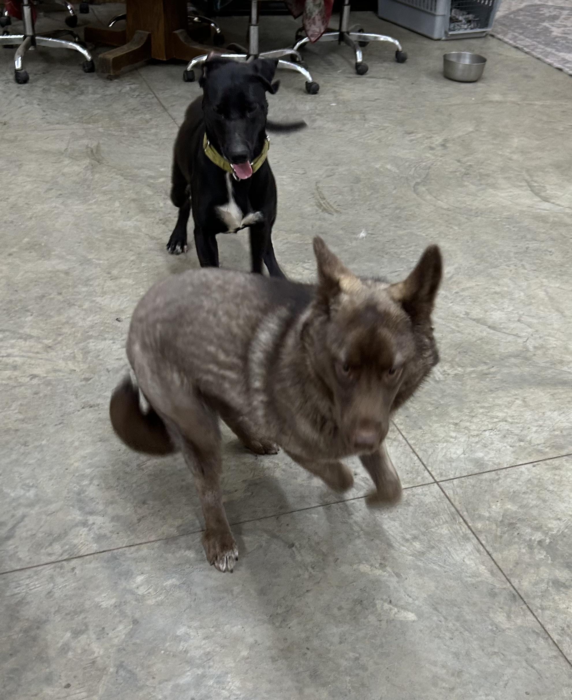 PEPE' **COURTESY LISTING FOR LUKE'S LEGACY**, a ADOPTABLE mixed breed in COEUR D ALENE, ID image 3/3