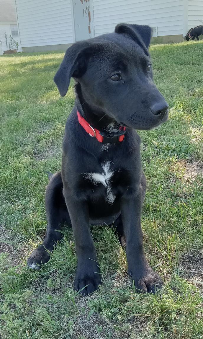 Enlarge Nina Lively, a Adoptable mixed breed in Woburn, MA image 6/6