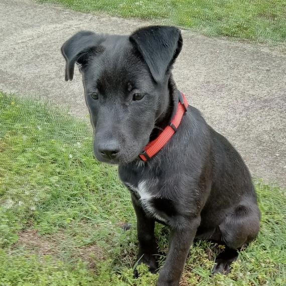 Enlarge Nina Lively, a Adoptable mixed breed in Woburn, MA image 1/6