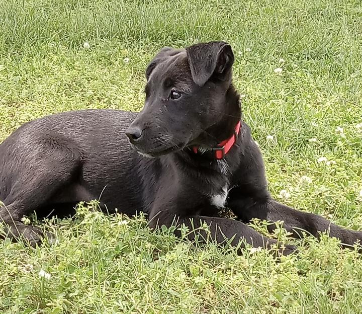 Enlarge Nina Lively, a Adoptable mixed breed in Woburn, MA image 5/6