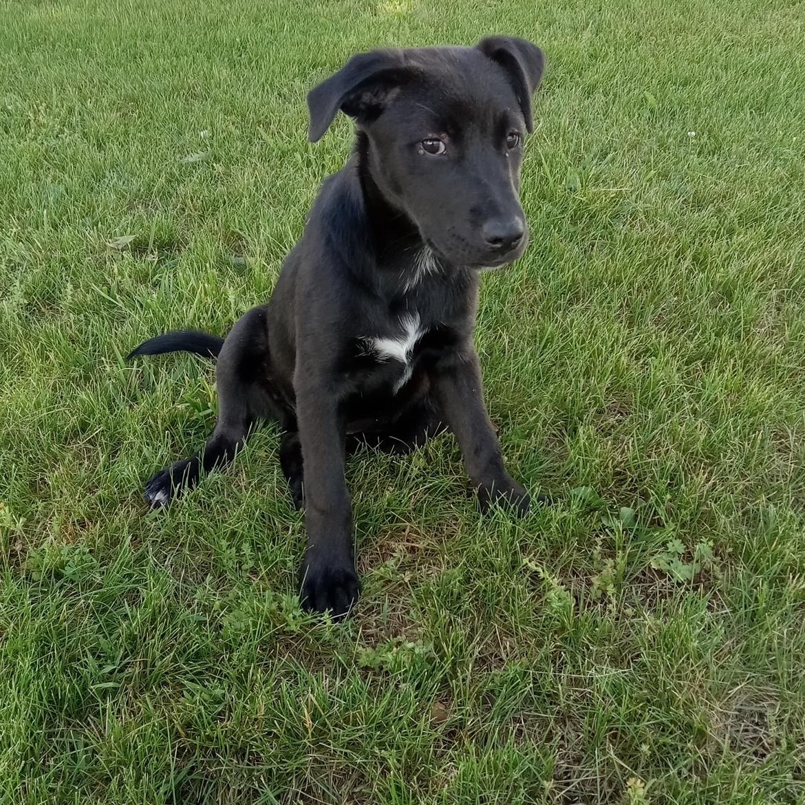 Enlarge Nina Lively, a Adoptable mixed breed in Woburn, MA image 2/6