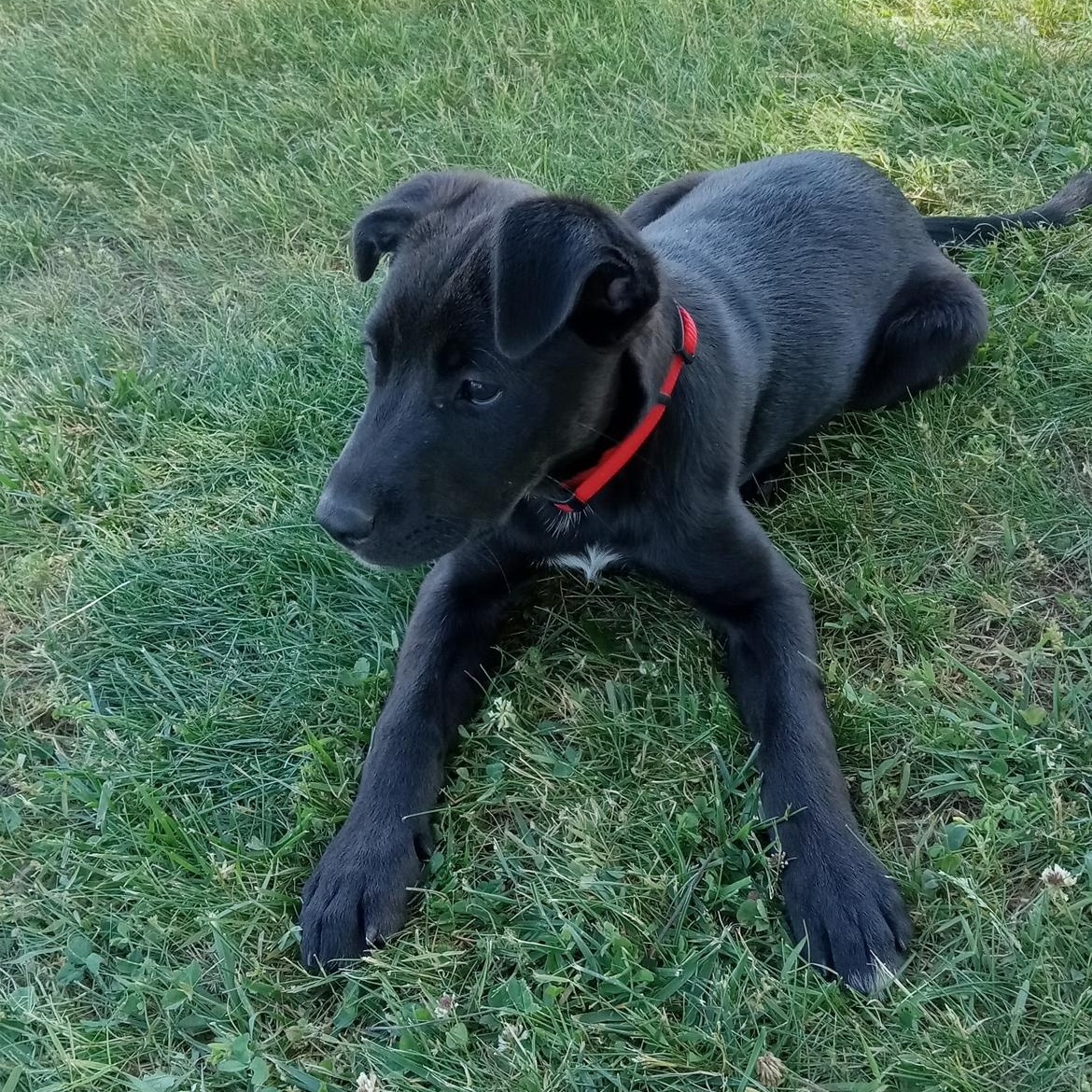 Enlarge Nina Lively, a Adoptable mixed breed in Woburn, MA image 3/6