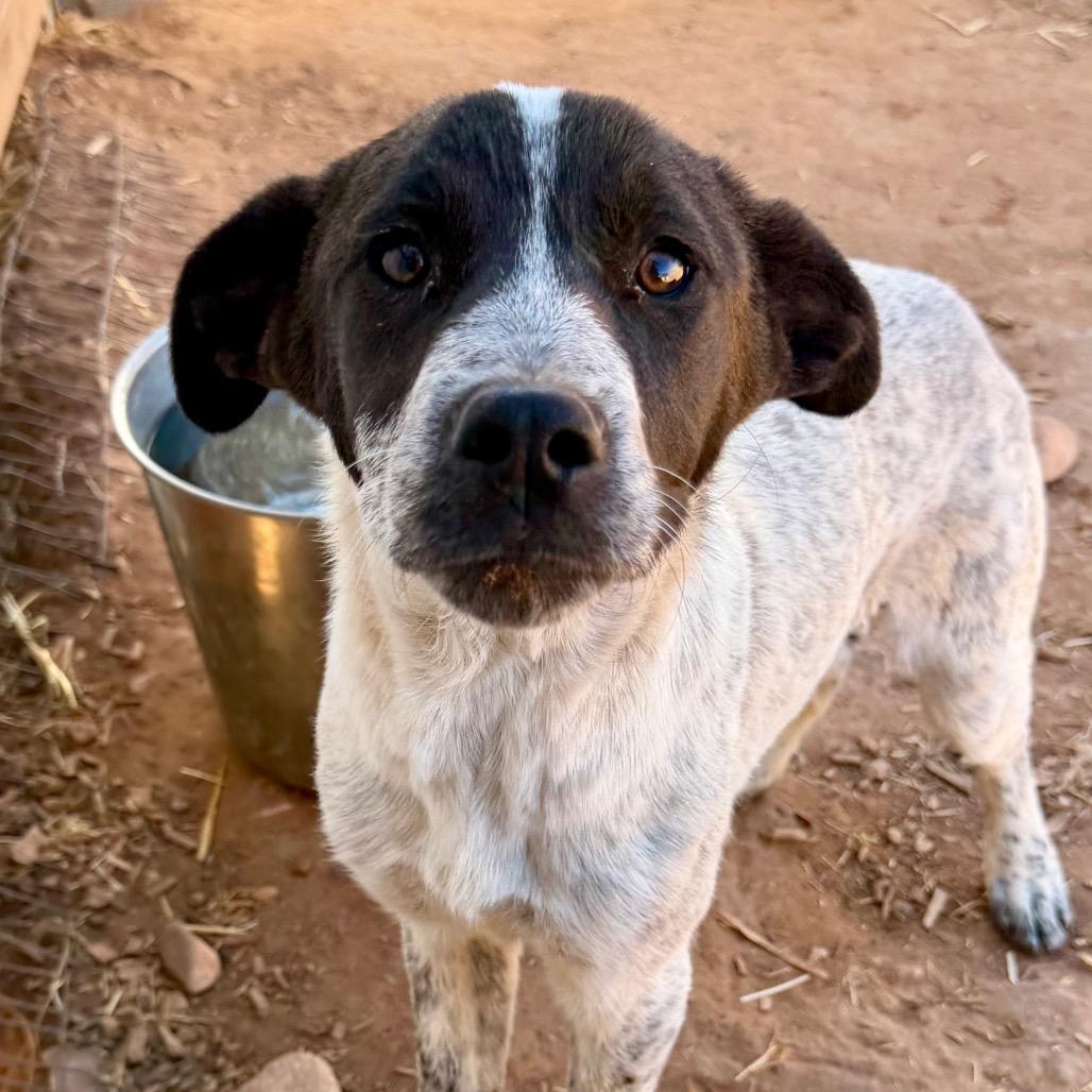 Albera, Adoptable, Young Female Cattle Dog & Mixed Breed.