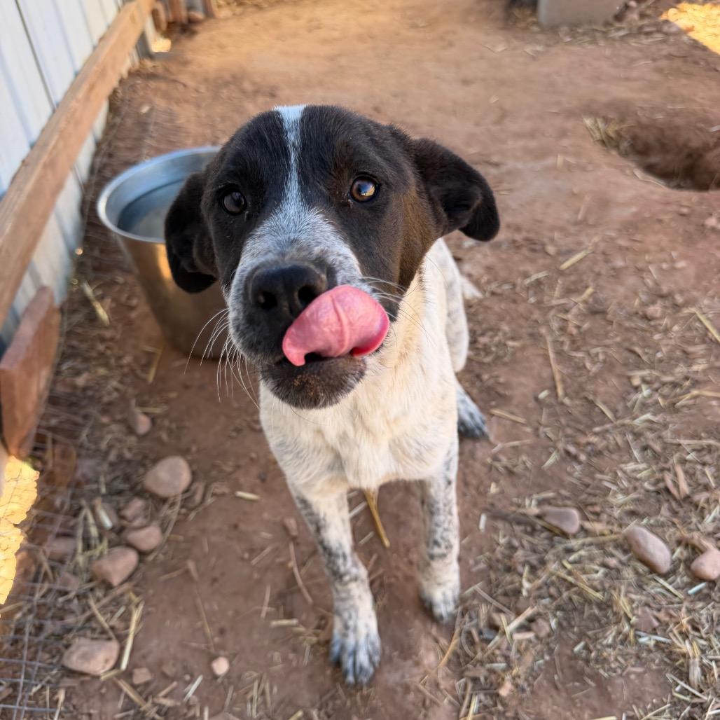 Enlarge Albera, a Adoptable mixed breed in Moab, UT image 2/6