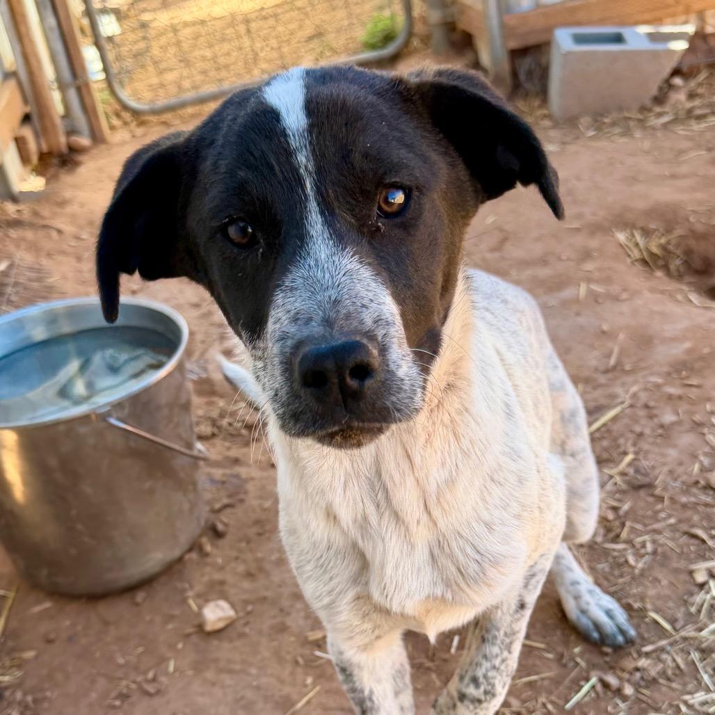 Enlarge Albera, a Adoptable mixed breed in Moab, UT image 3/6