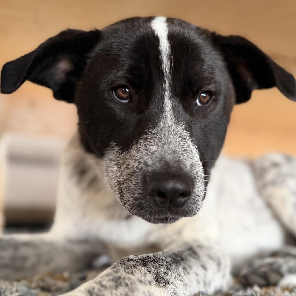 Enlarge Albera, a Adoptable mixed breed in Moab, UT image 4/6