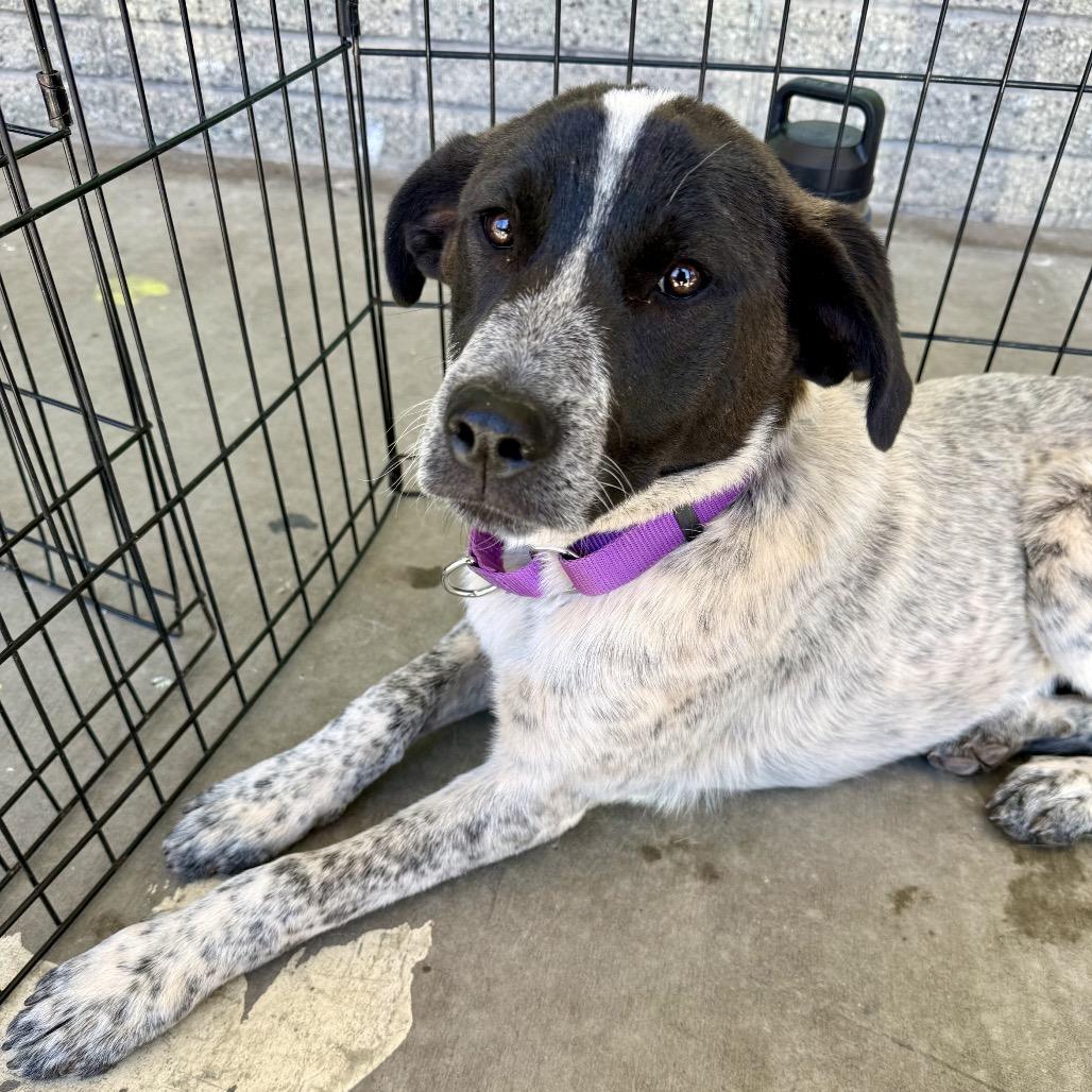Enlarge Albera, a Adoptable mixed breed in Moab, UT image 5/6