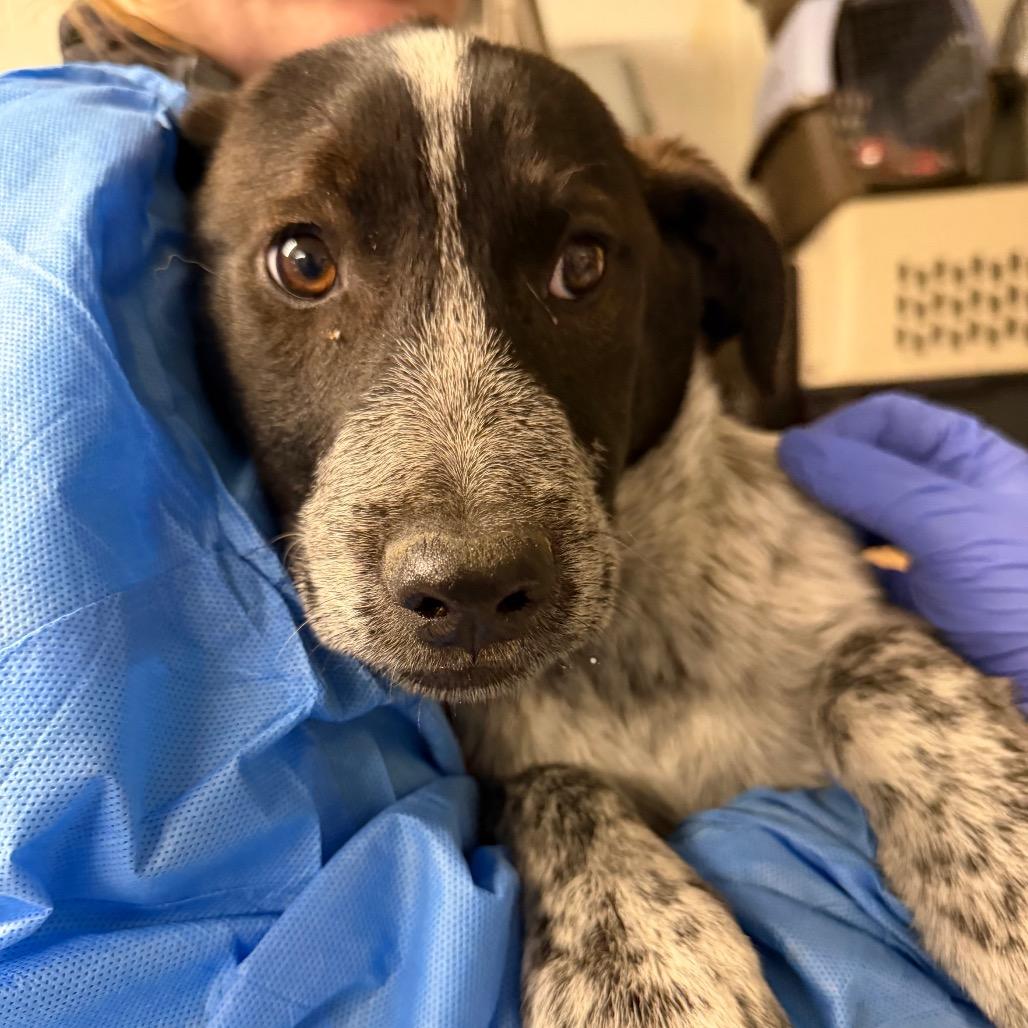 Enlarge Albera, a Adoptable mixed breed in Moab, UT image 6/6