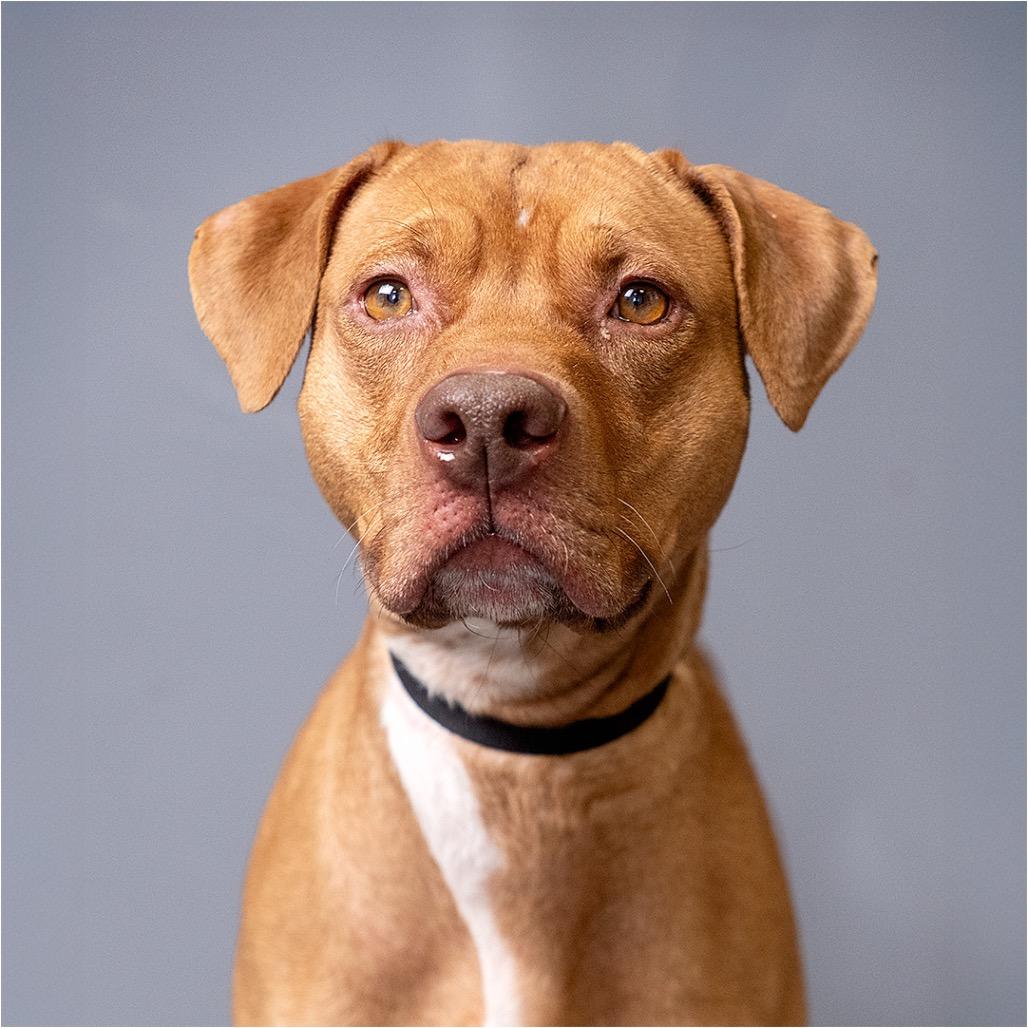 Connor, Adoptable, Adult Male Mixed Breed.