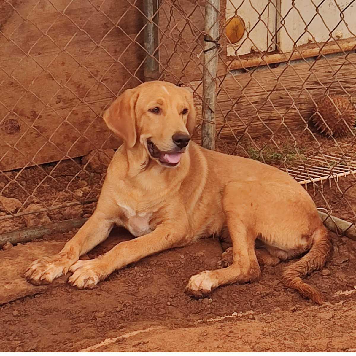 Bailey