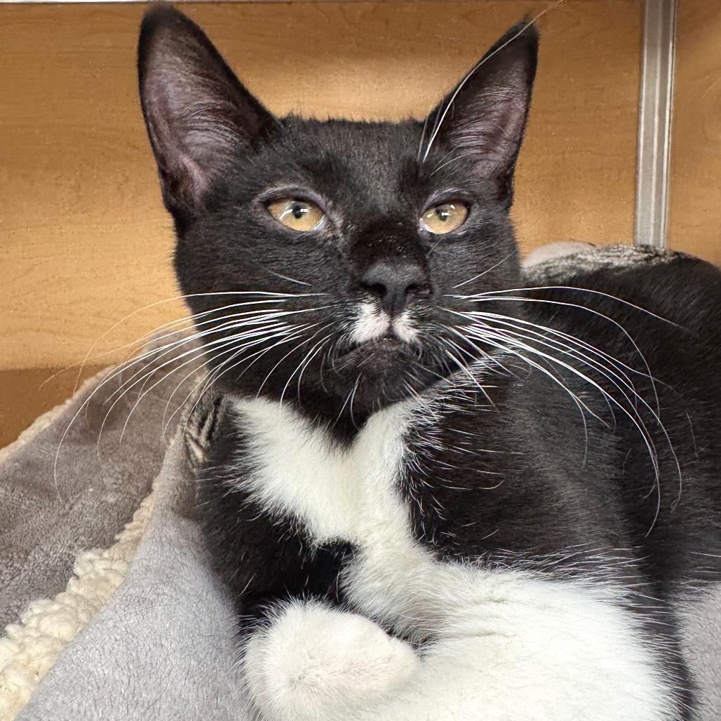 Lillian, Adoptable, Kitten Female Domestic Short Hair.