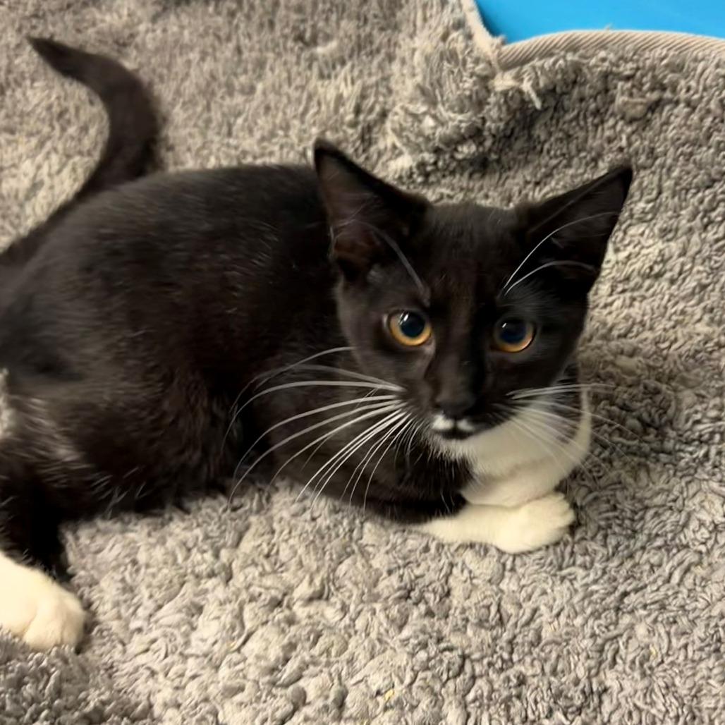 Enlarge Lillian, a Adoptable Domestic Short Hair in Brookfield, WI image 2/2