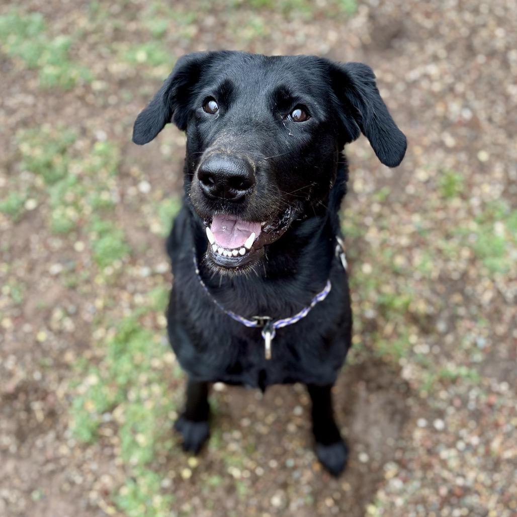 Enlarge Gwen, a Adoptable mixed breed in Glenwood Springs, CO image 1/6